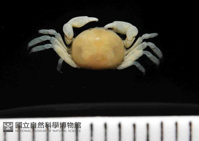 雙齒豆蟹藏品圖，第1張