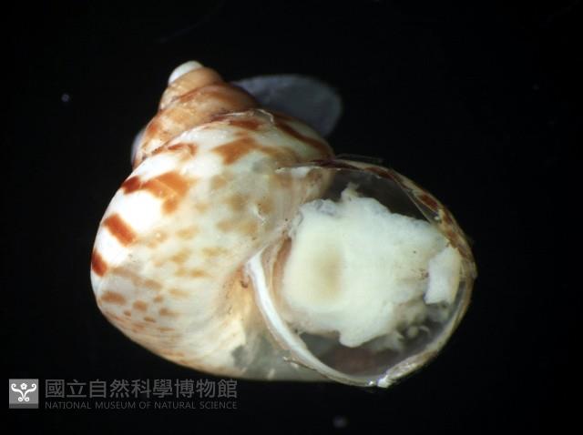 斑青山蝸牛藏品圖，第1張