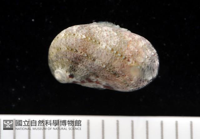 小廣口螺藏品圖，第1張