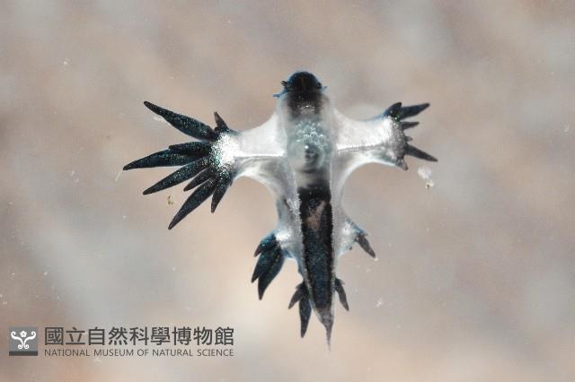 邊緣海神海蛞蝓藏品圖，第1張