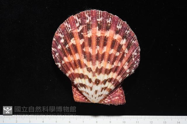 油畫海扇蛤藏品圖，第1張