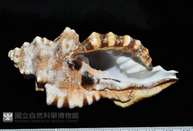 象鼻法螺藏品圖，第1張