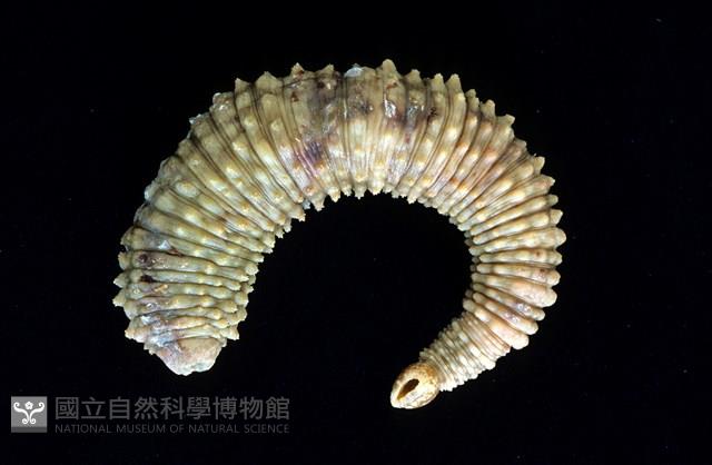 未知種海蛭藏品圖，第1張