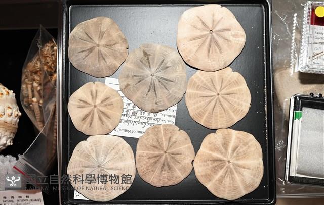 扁平蛛網海膽藏品圖，第1張