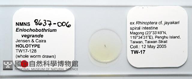 魚賁類絛蟲藏品圖，第1張