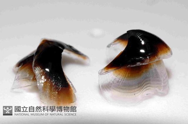 扁船蛸藏品圖，第1張
