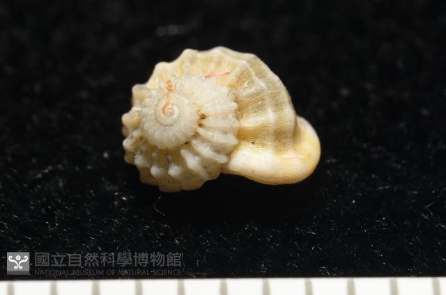 雞籠花冠螺藏品圖，第1張