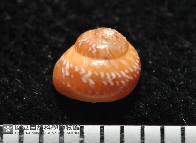 瓔珞蠑螺藏品圖，第1張