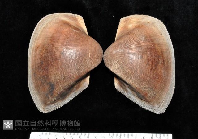 圓魁蛤藏品圖，第1張