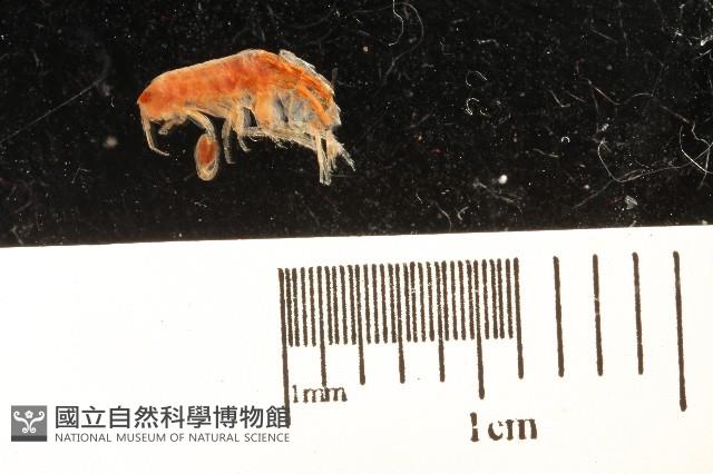 新種沙蚤鉤蝦藏品圖，第1張
