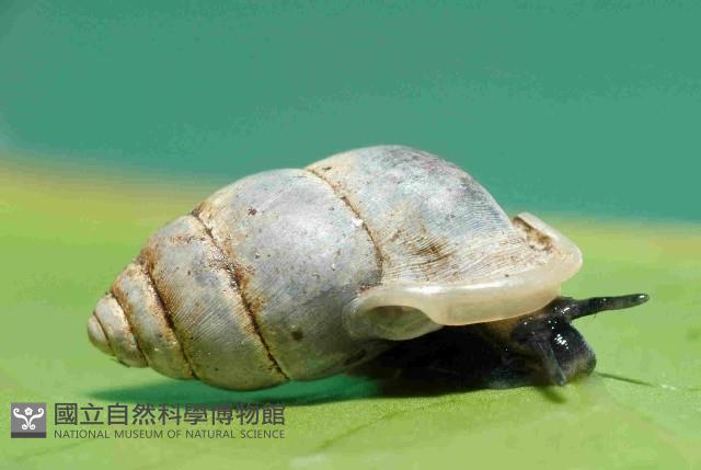 臺灣豆蝸牛藏品圖，第1張