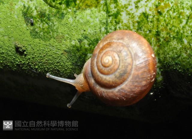 扁蝸牛藏品圖，第1張