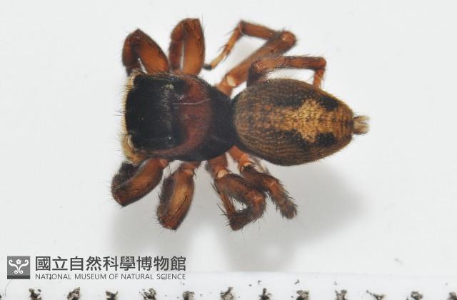 安德遜蠅虎藏品圖，第1張
