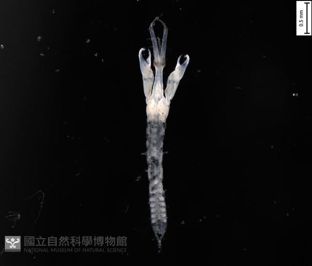 刻印擬島原足蟲藏品圖，第1張