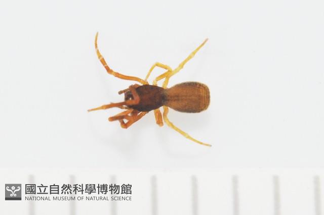 新種寄居姬蜘藏品圖，第1張