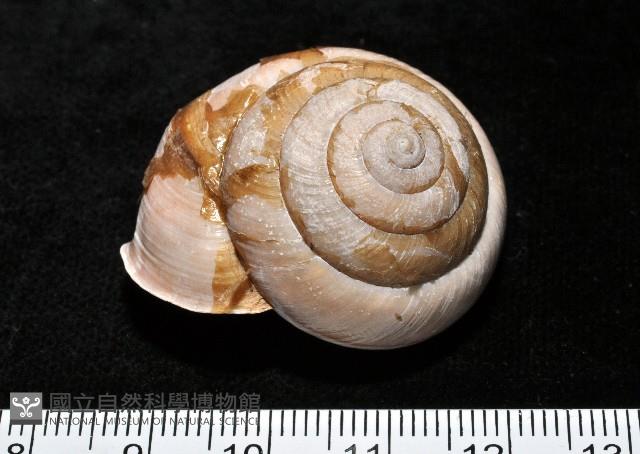 金崙栗蝸藏品圖，第1張