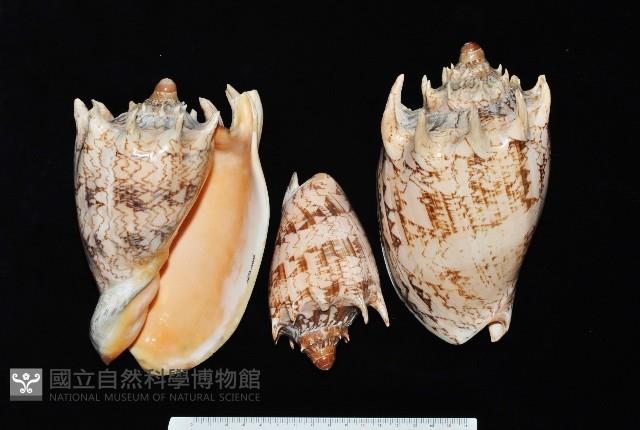 帝王渦螺藏品圖，第2張