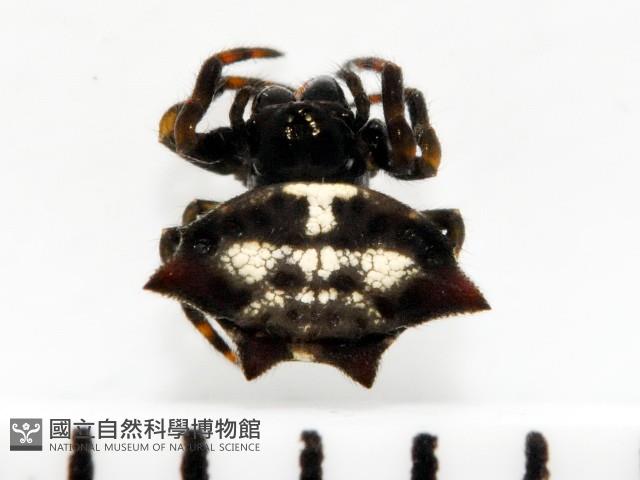 古氏棘蛛藏品圖，第1張