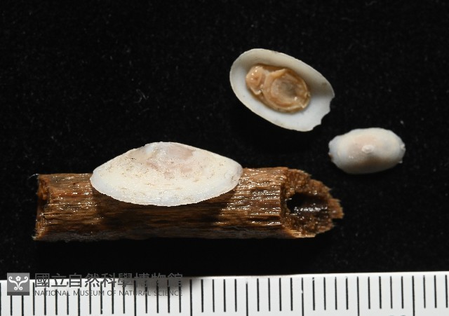 登錄號:007715-00006藏品圖，第1張
