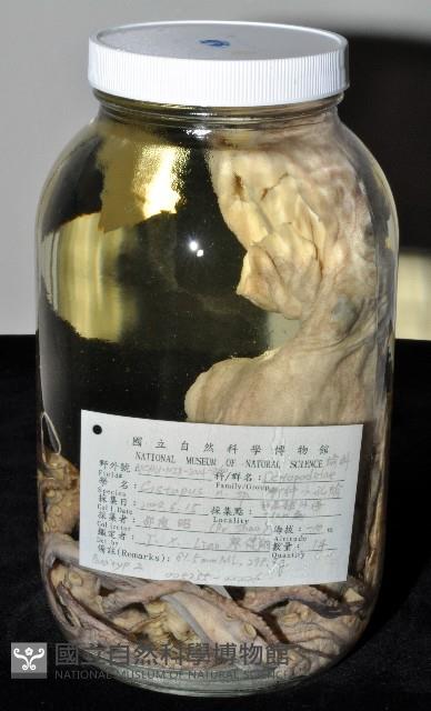 臺灣小孔蛸藏品圖，第1張