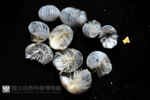 未知種等足類藏品圖，第1張