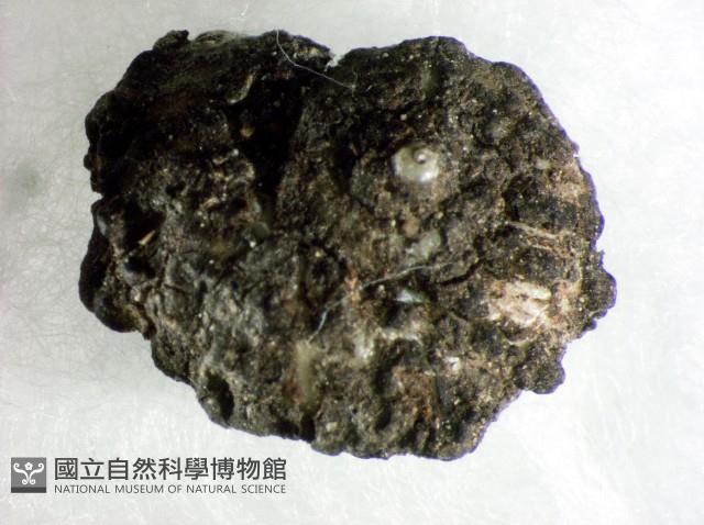 蘭嶼小山蝸牛藏品圖，第1張