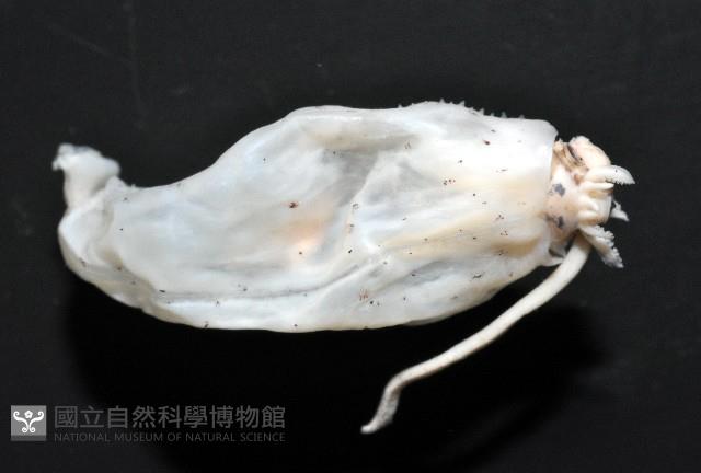未知種紡錘魷魚藏品圖，第1張