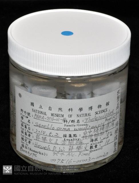 梧棲搓蟄蟲藏品圖，第1張