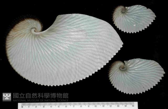 扁船蛸藏品圖，第1張