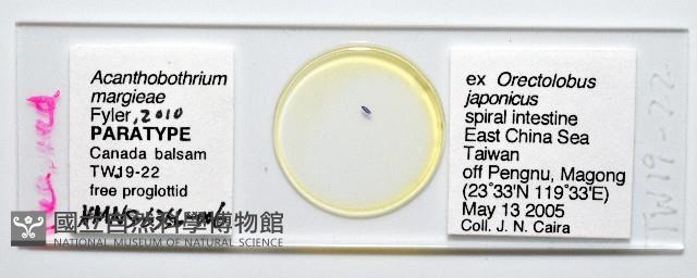 新種棘槽絛蟲藏品圖，第1張