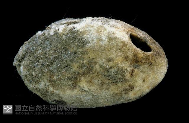 圓錐圍線海綿藏品圖，第1張