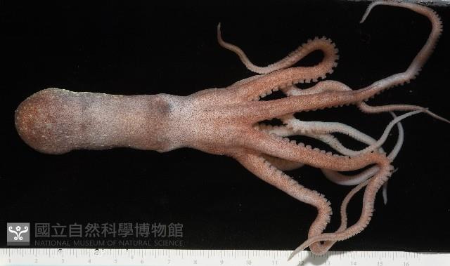 沙港章魚(新種)藏品圖，第1張