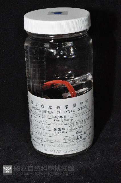 東界原足蟲藏品圖，第1張