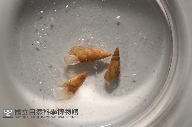 閃紋糟糠螺藏品圖，第1張