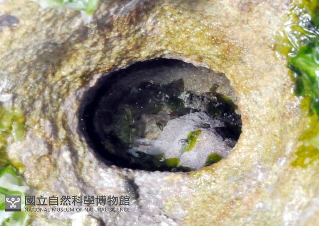 琉球花棘石鱉(琉球駝石鱉)藏品圖，第1張