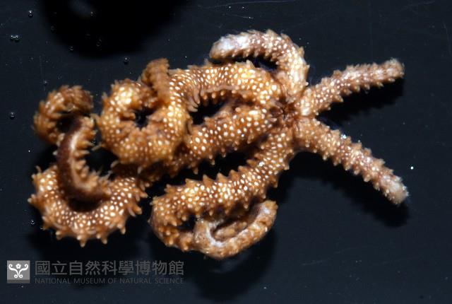 未知種陽燧足藏品圖，第1張