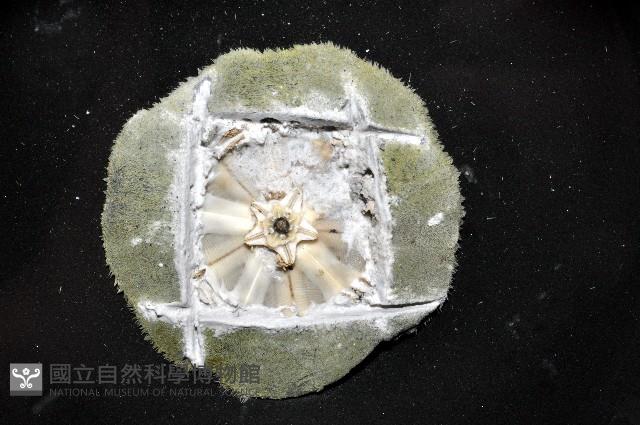 扁平蛛網海膽藏品圖，第1張