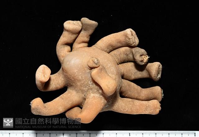 寄居蟹鞘群海葵藏品圖，第1張