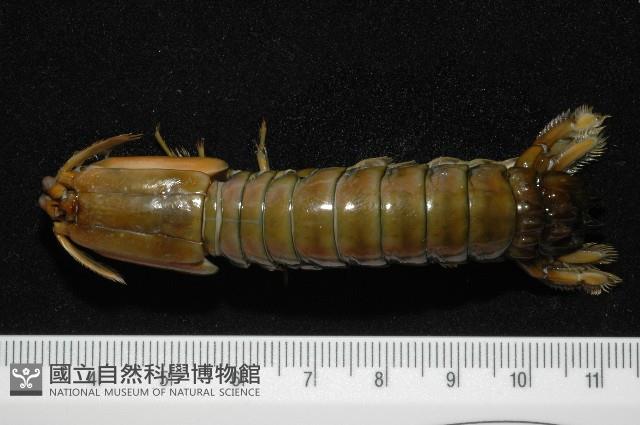 大指蝦蛄藏品圖，第1張