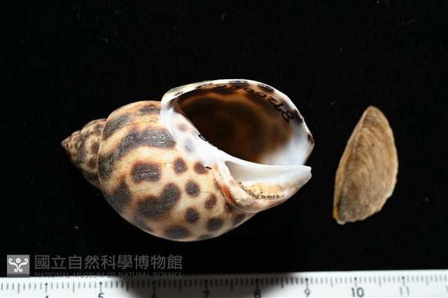 婆羅洲鳳螺藏品圖，第1張