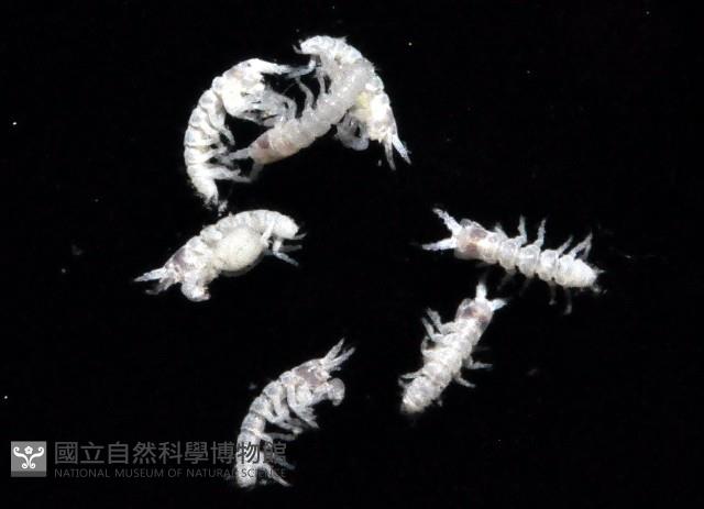 漢氏合鞭尾蟲藏品圖，第1張