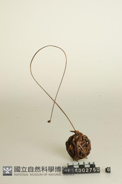 籐球藏品圖，第1張