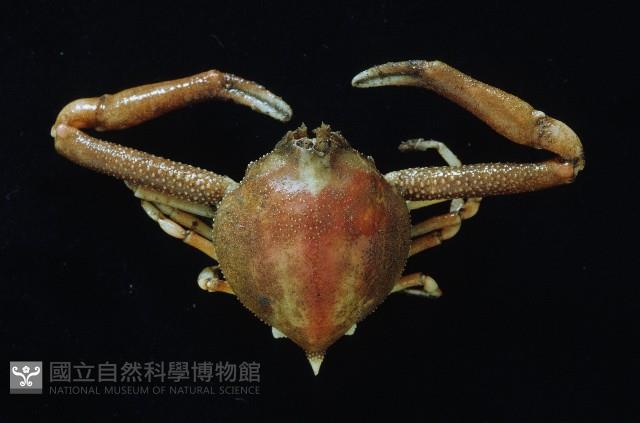 遁行長臂蟹藏品圖，第1張