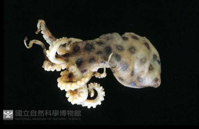 未知種藍環章魚藏品圖，第1張