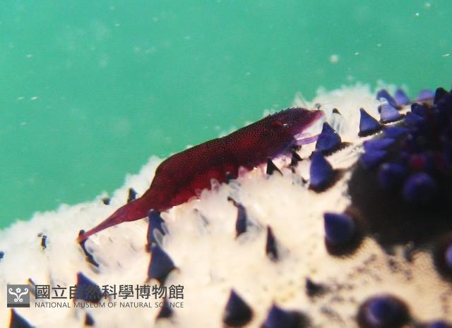 姊妹岩蝦藏品圖，第1張