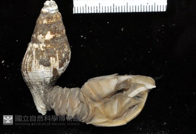 日本阿南鎧茗荷藏品圖，第1張