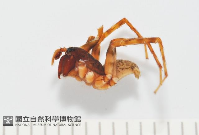 寬股隙蛛藏品圖，第1張
