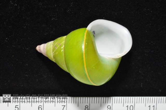 綠巴布亞蝸牛藏品圖，第1張