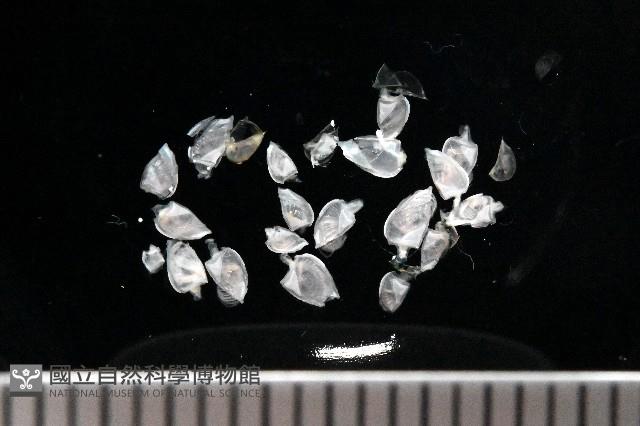 鵝茗荷藏品圖，第1張