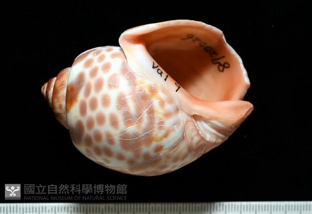 阿拉伯鳳螺藏品圖，第1張